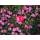 Skullcandy Smokin' Buds Pink - 1610160 - zdjęcie 4